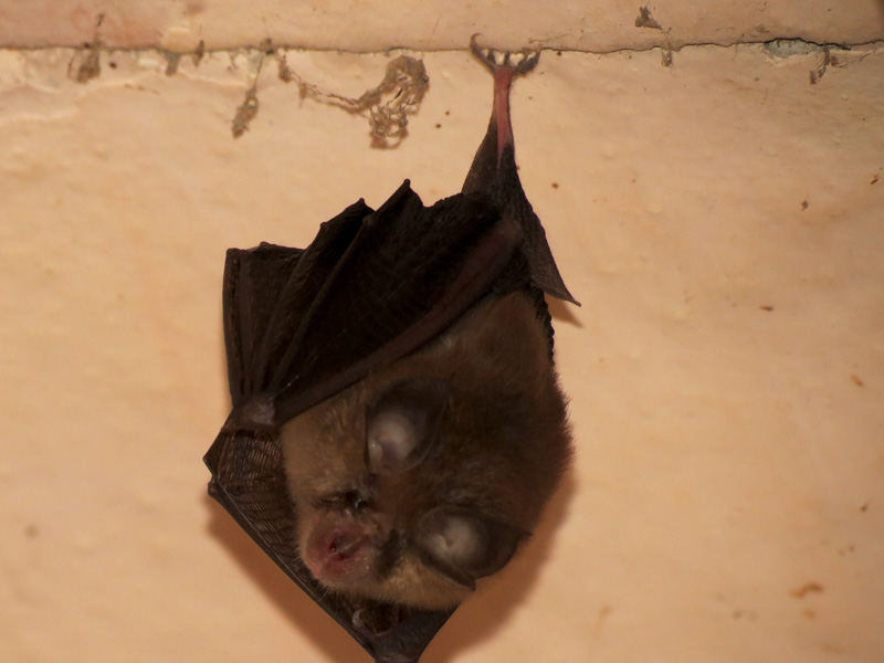 identificazione pipistrello